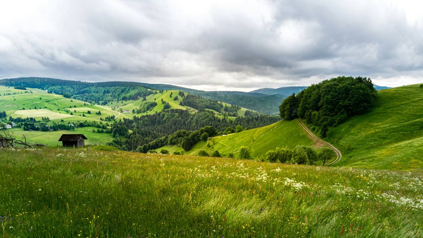Grüne Wiese mit Holzhütte im Schwarzwald