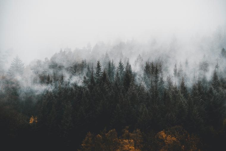 Nebel über dunklen Tannen