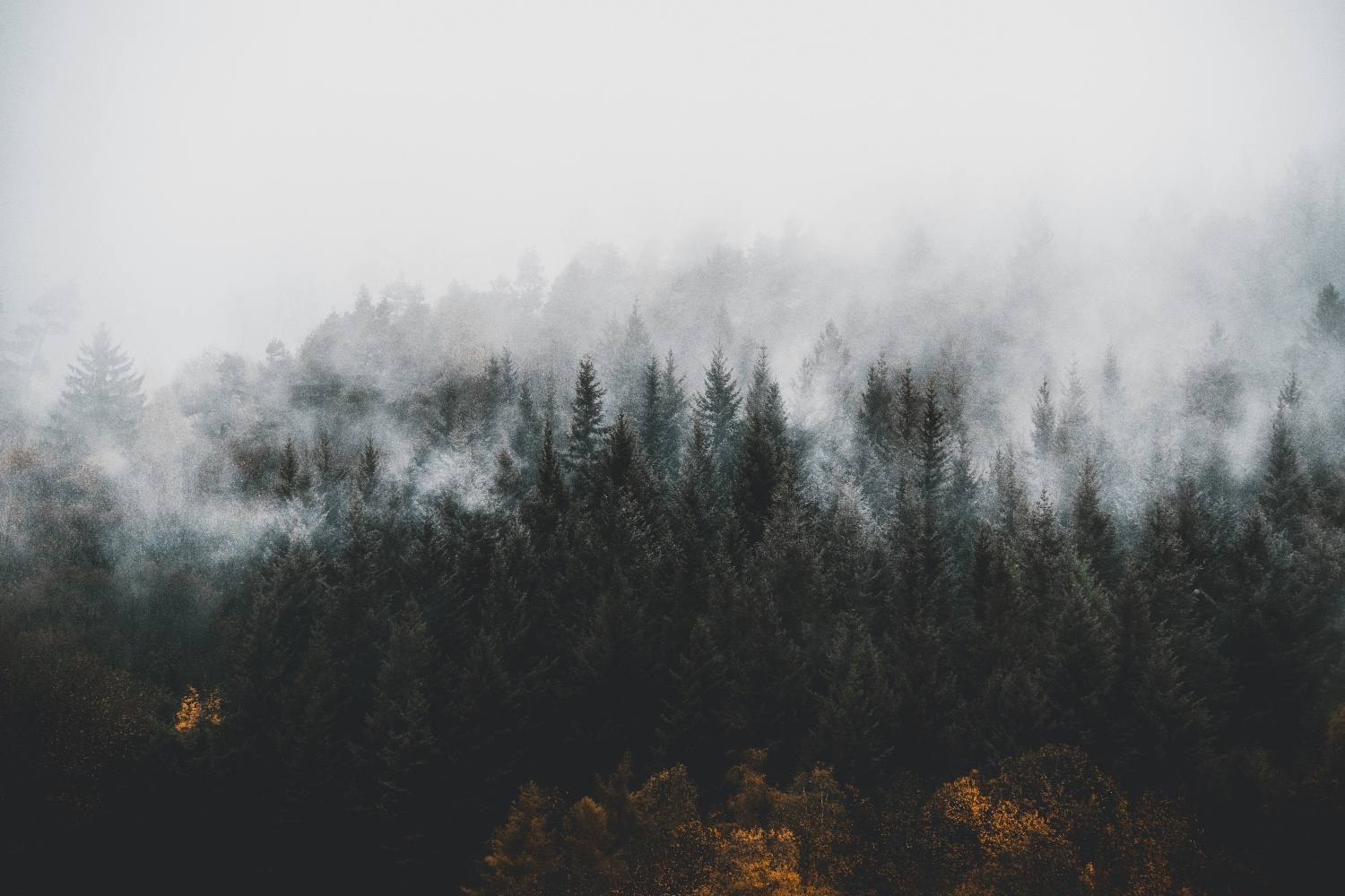 Nebel zieht über den Schwarzwald